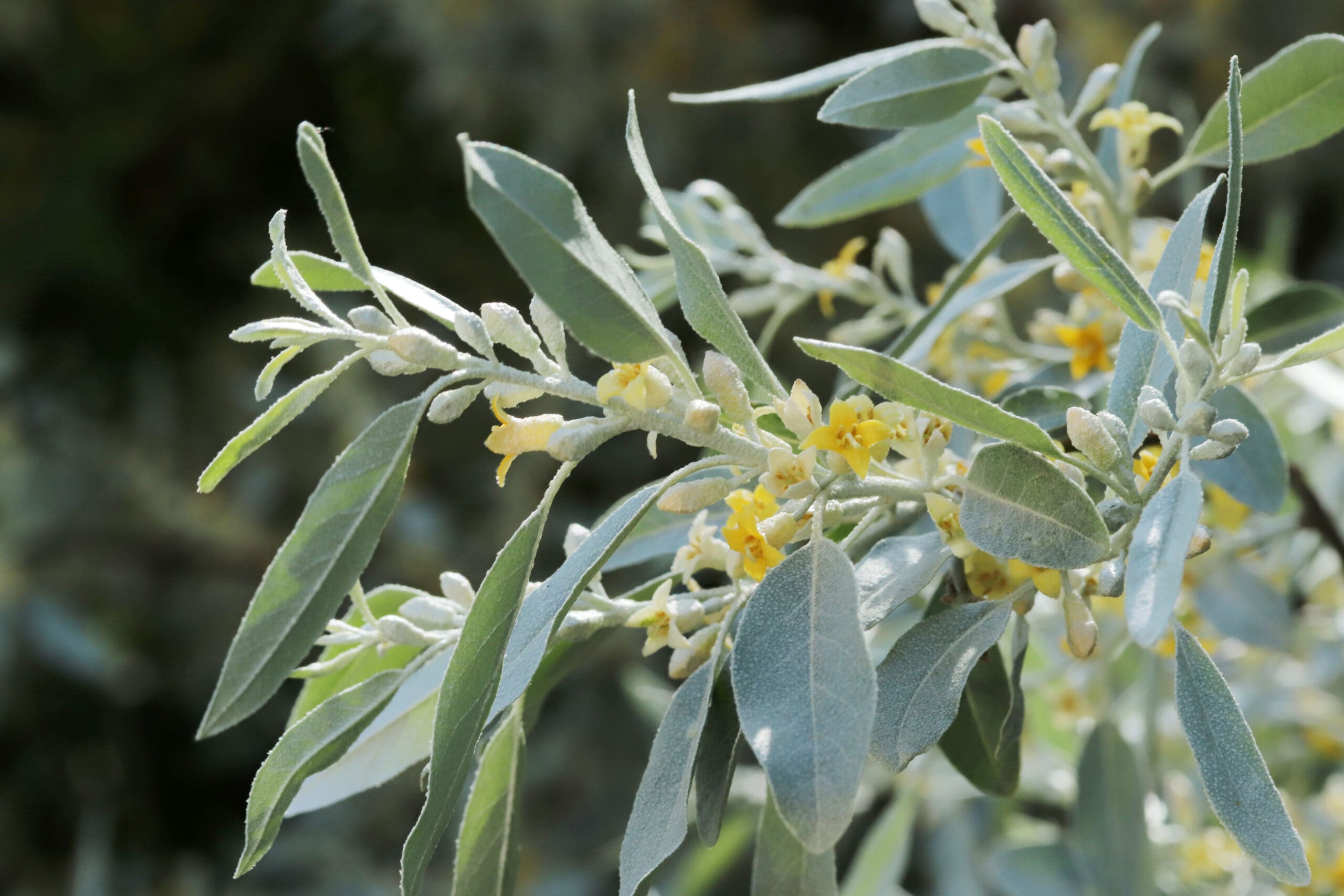 Elaeagnus ebbingei - bladhoudende heesters