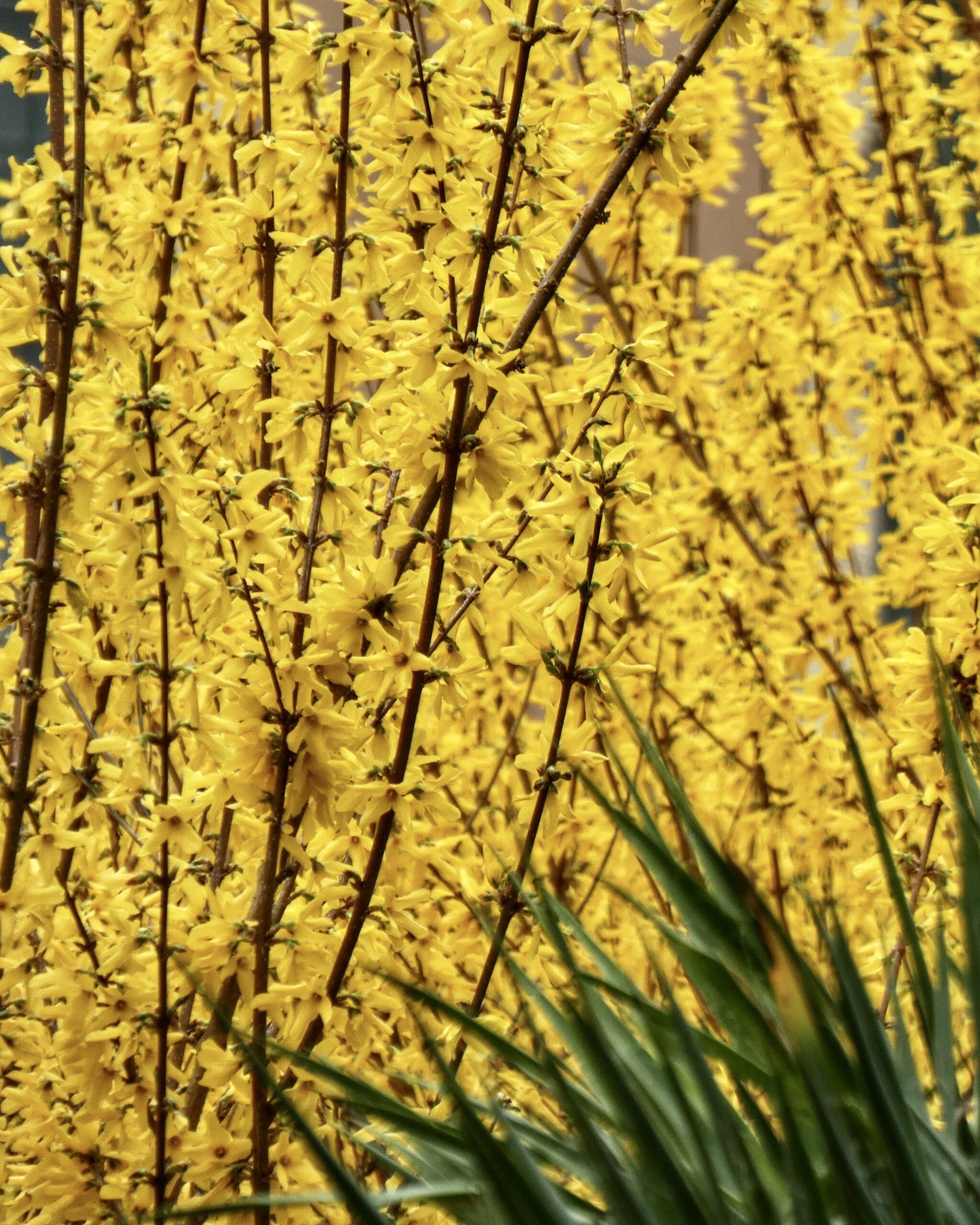 Forsythia heesters