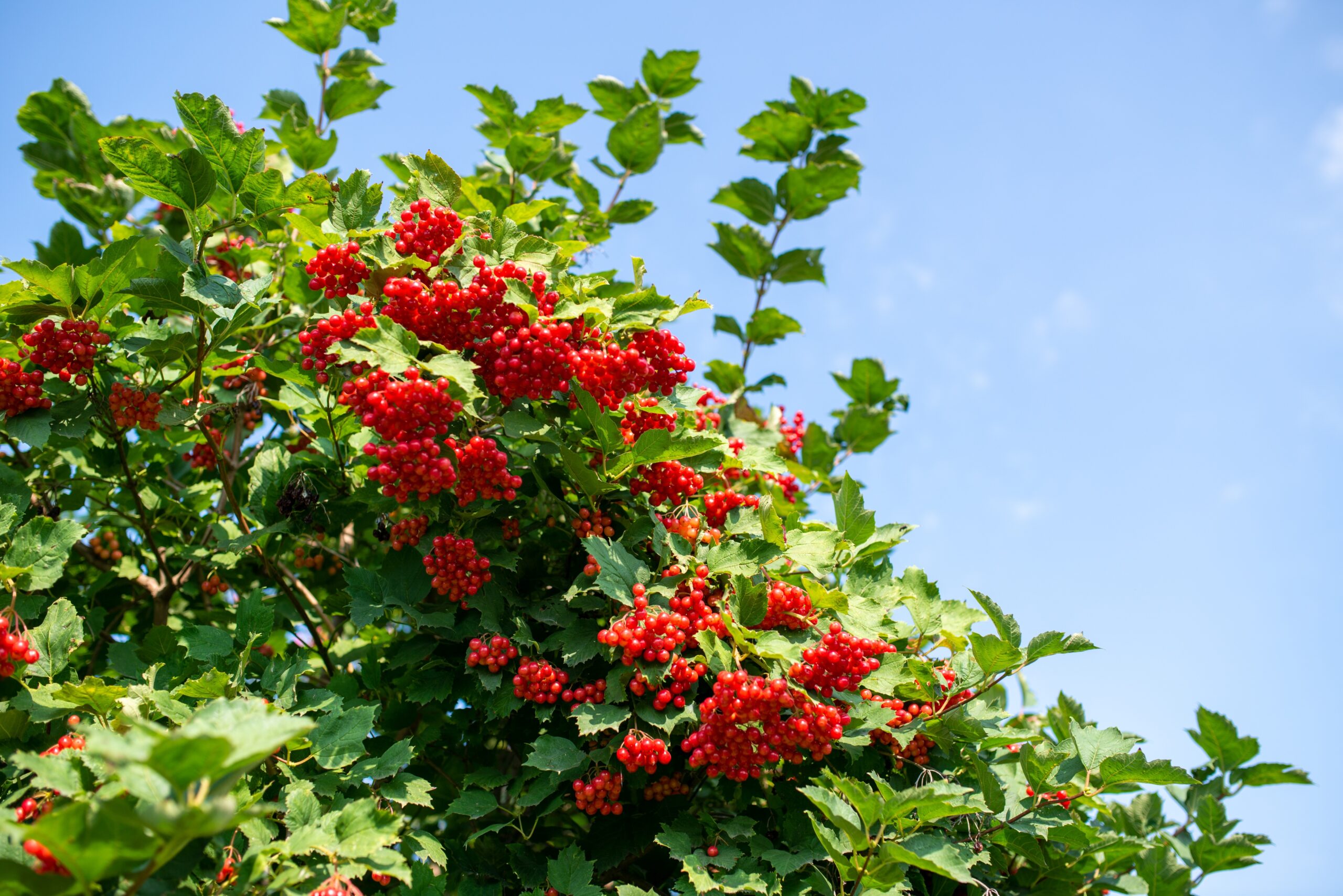Kleine struiken voor in de zon - welke heester past het best in jouw tuin