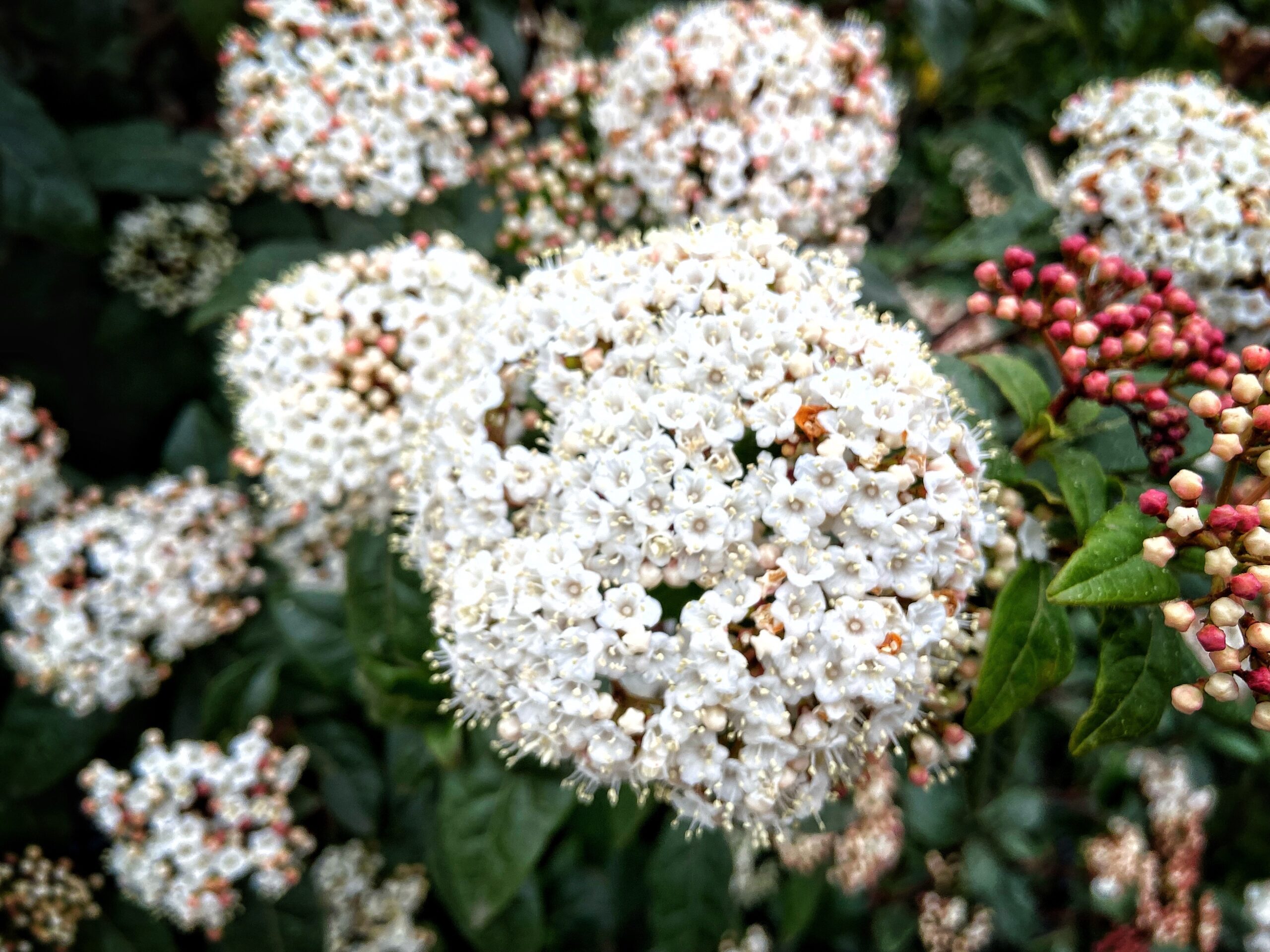 Kleine struiken voor tuin