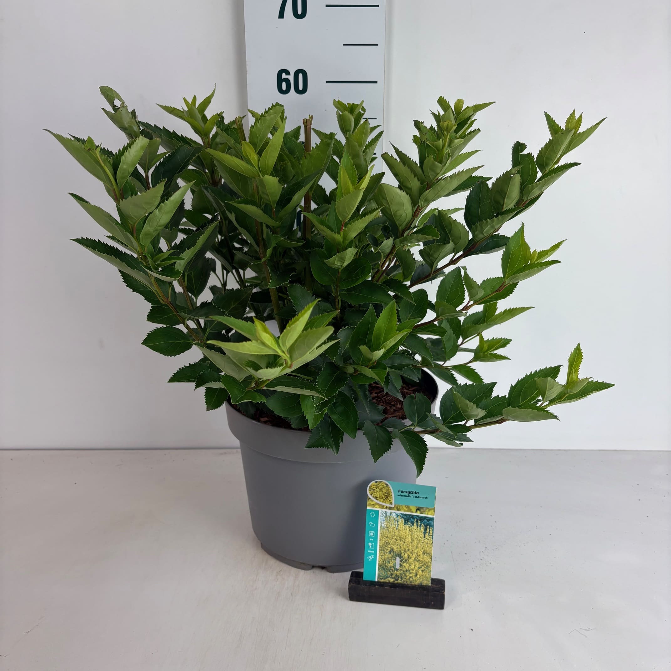 Forsythia Goldrausch