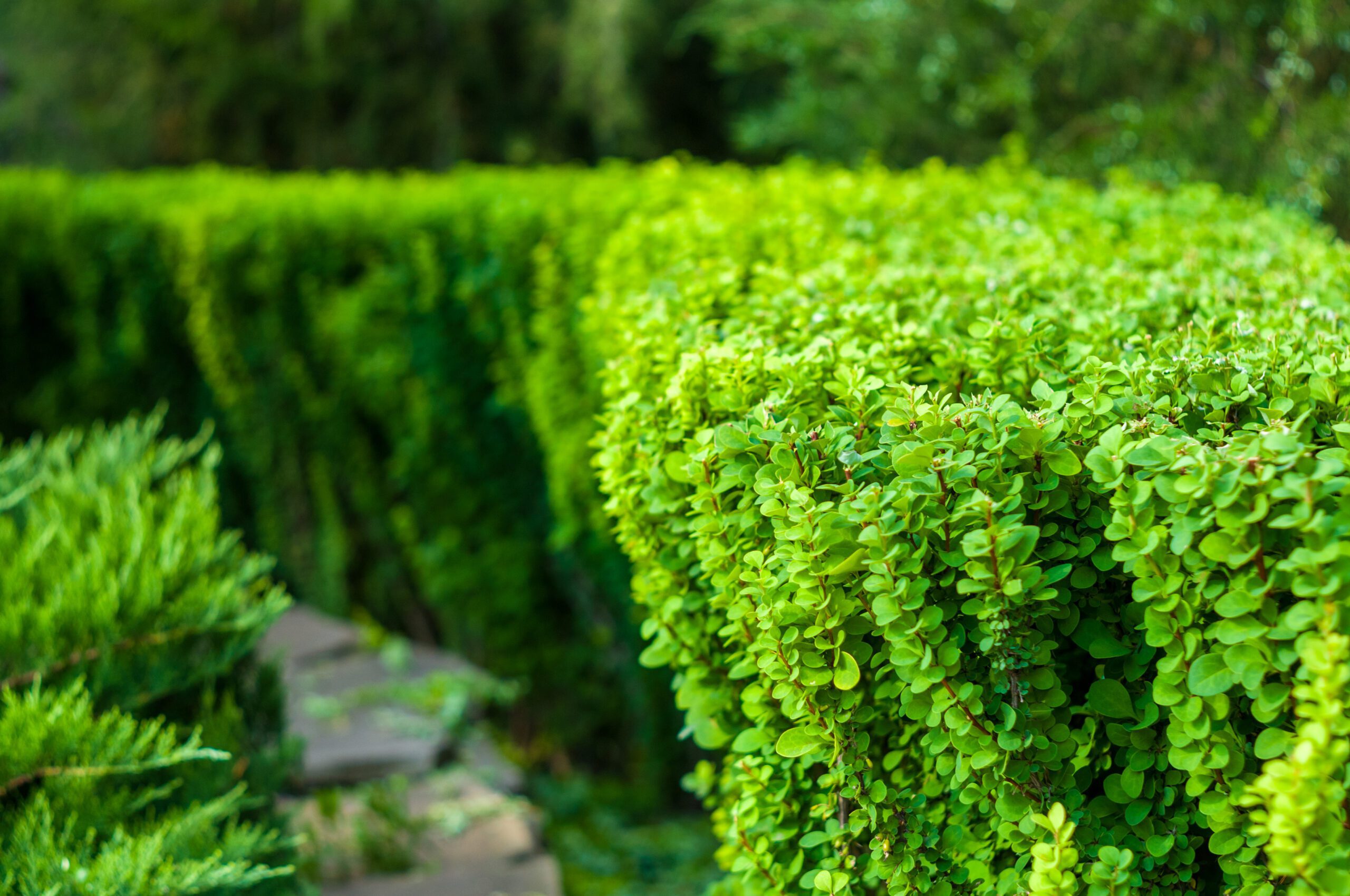 Groenblijvende heggen voor privacy en rust in jouw tuin