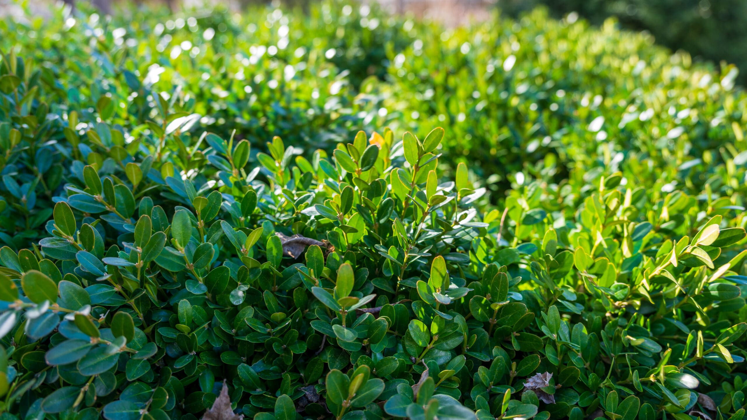 Kwekerij planten tuin