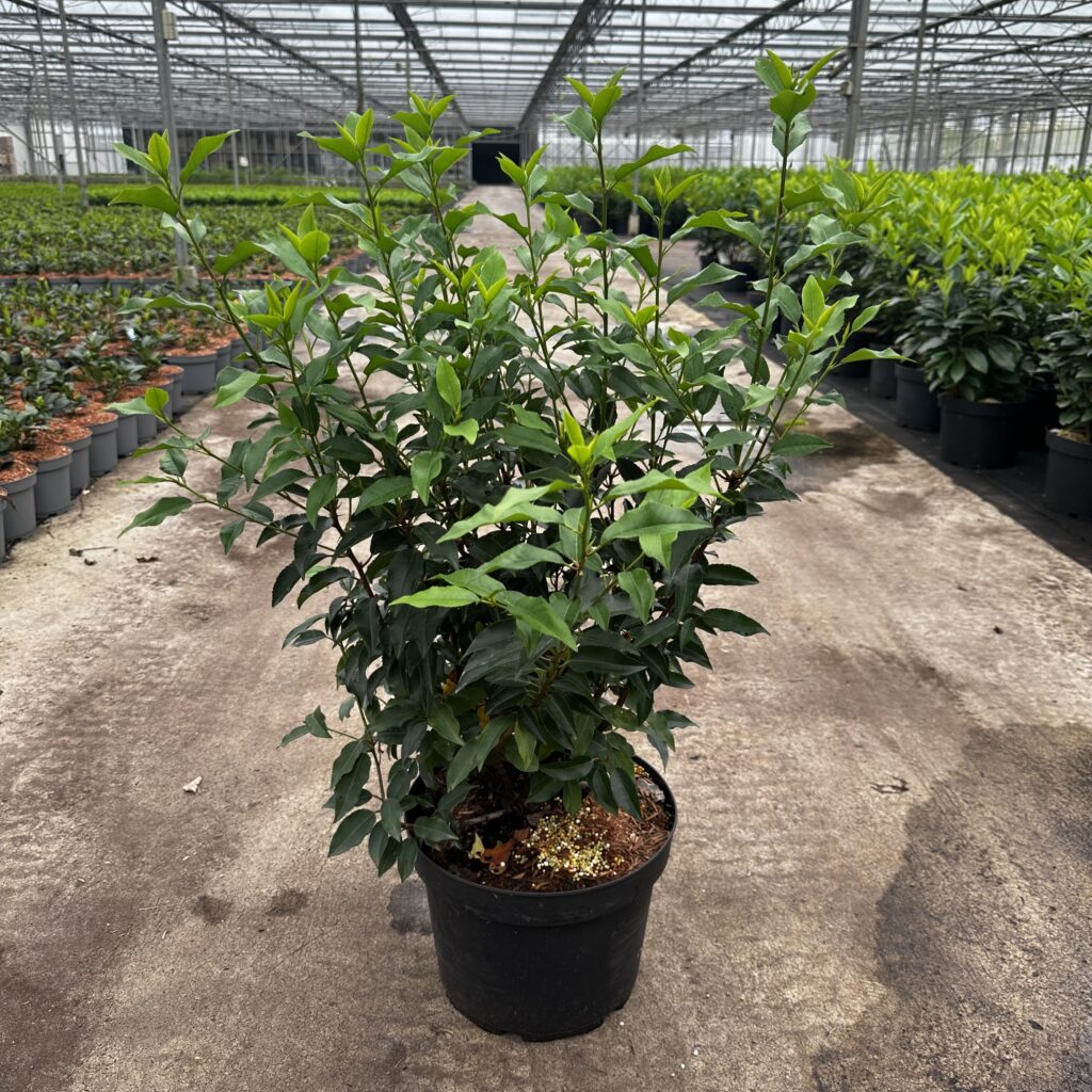 Prunus lus. Angustifolia