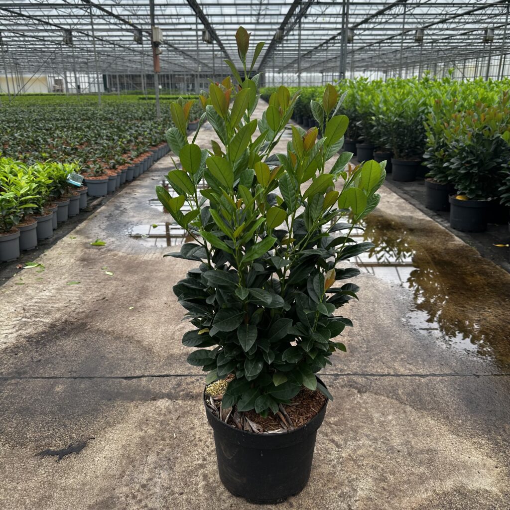 Prunus l. Bonaparte