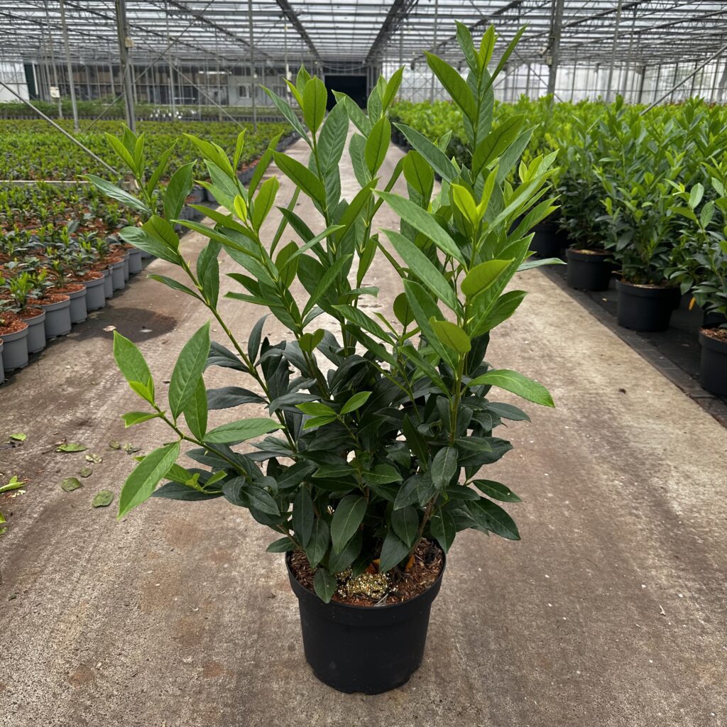 Prunus l. Caucasica