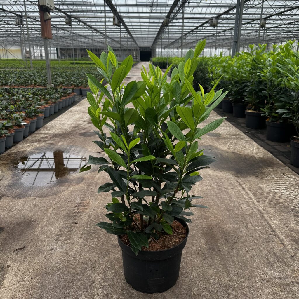 Prunus l. Elly