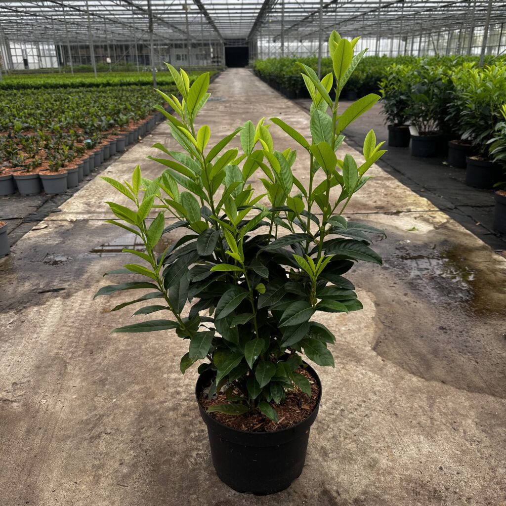 Prunus l. Genolia (Mariblon)