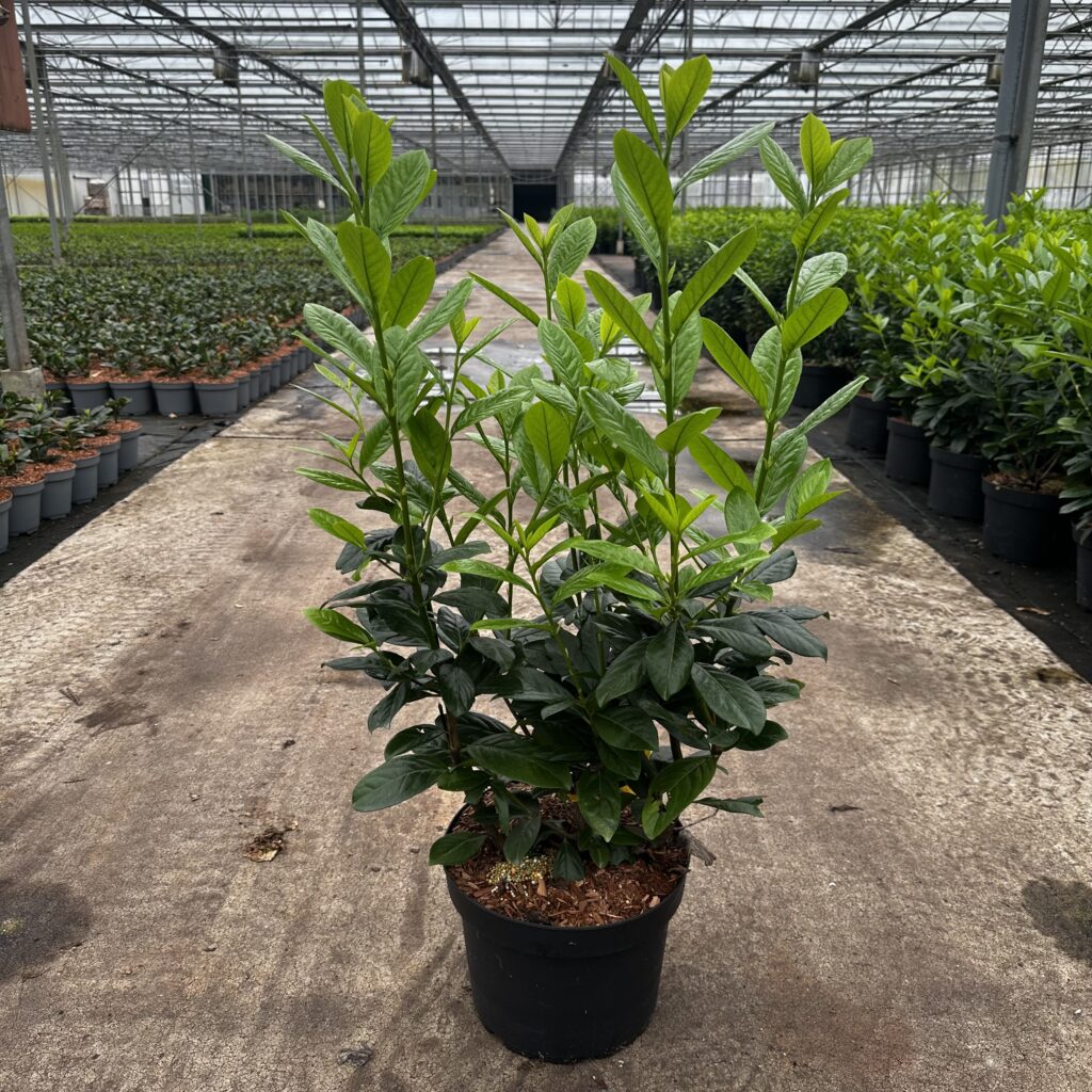 Prunus l. Novita