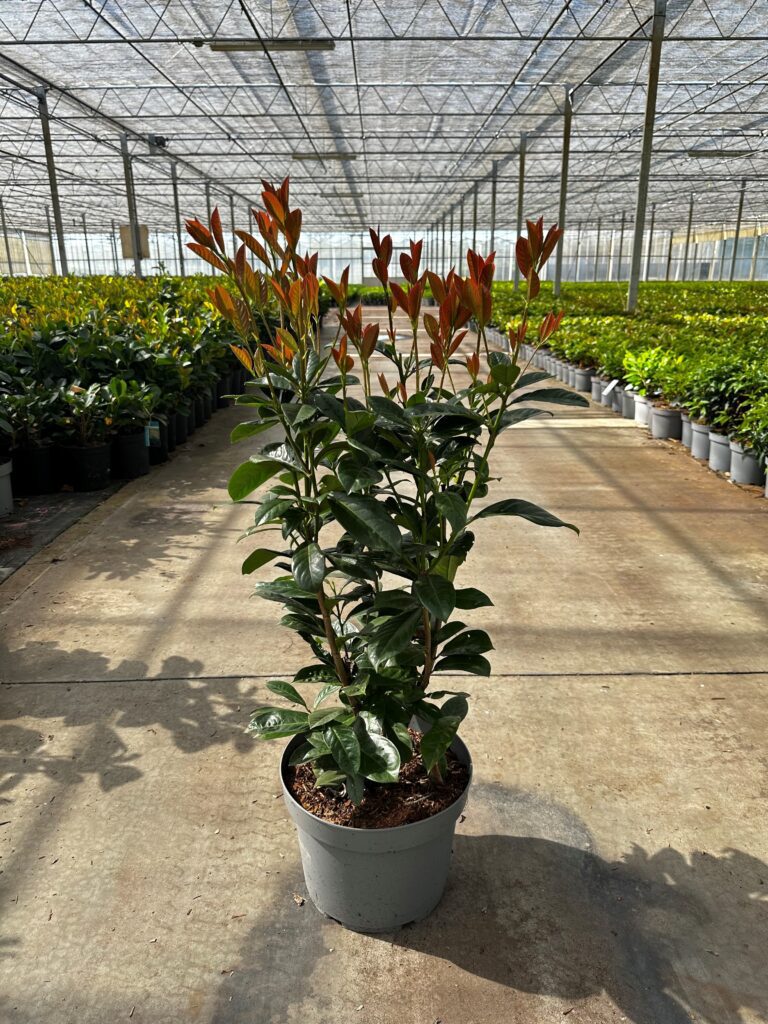 Prunus l. On Fire