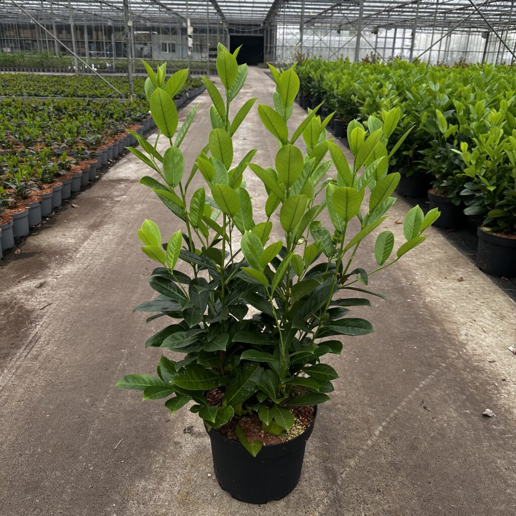 Prunus l. Rotundifolia