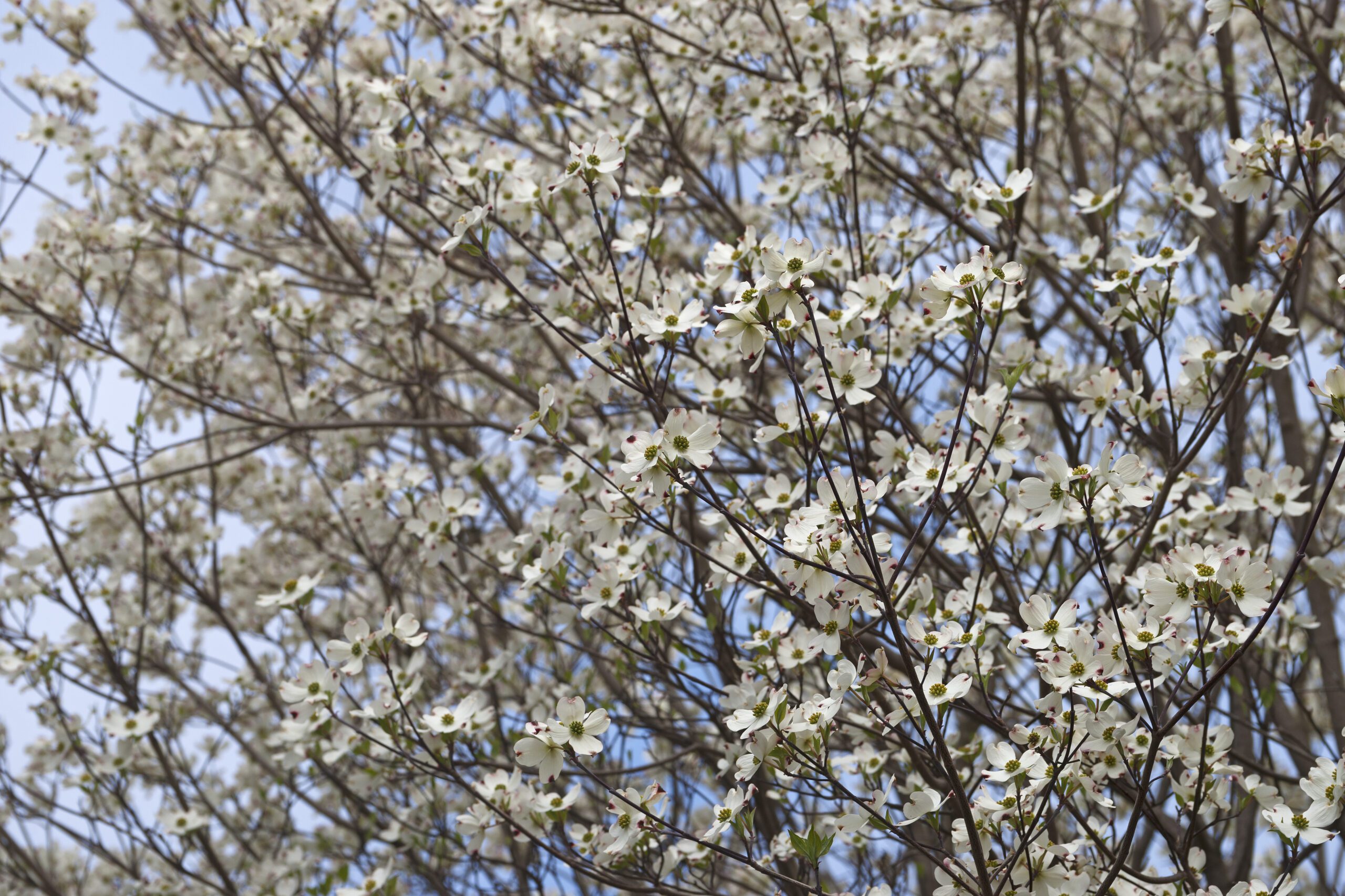 Amelanchier snoeien en onderhouden