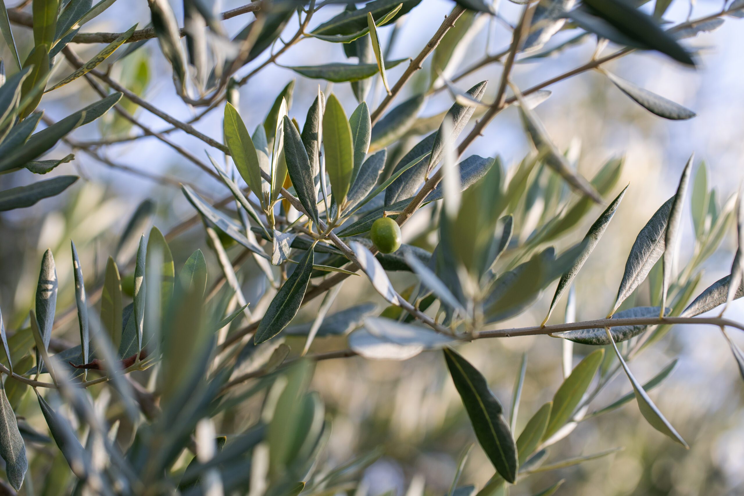 Elaeagnus ebbingei snoeien en onderhouden
