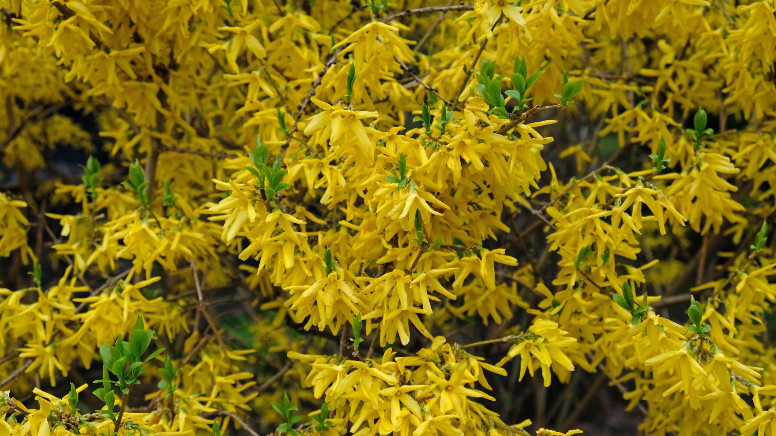 Forsythia snoeien en onderhouden
